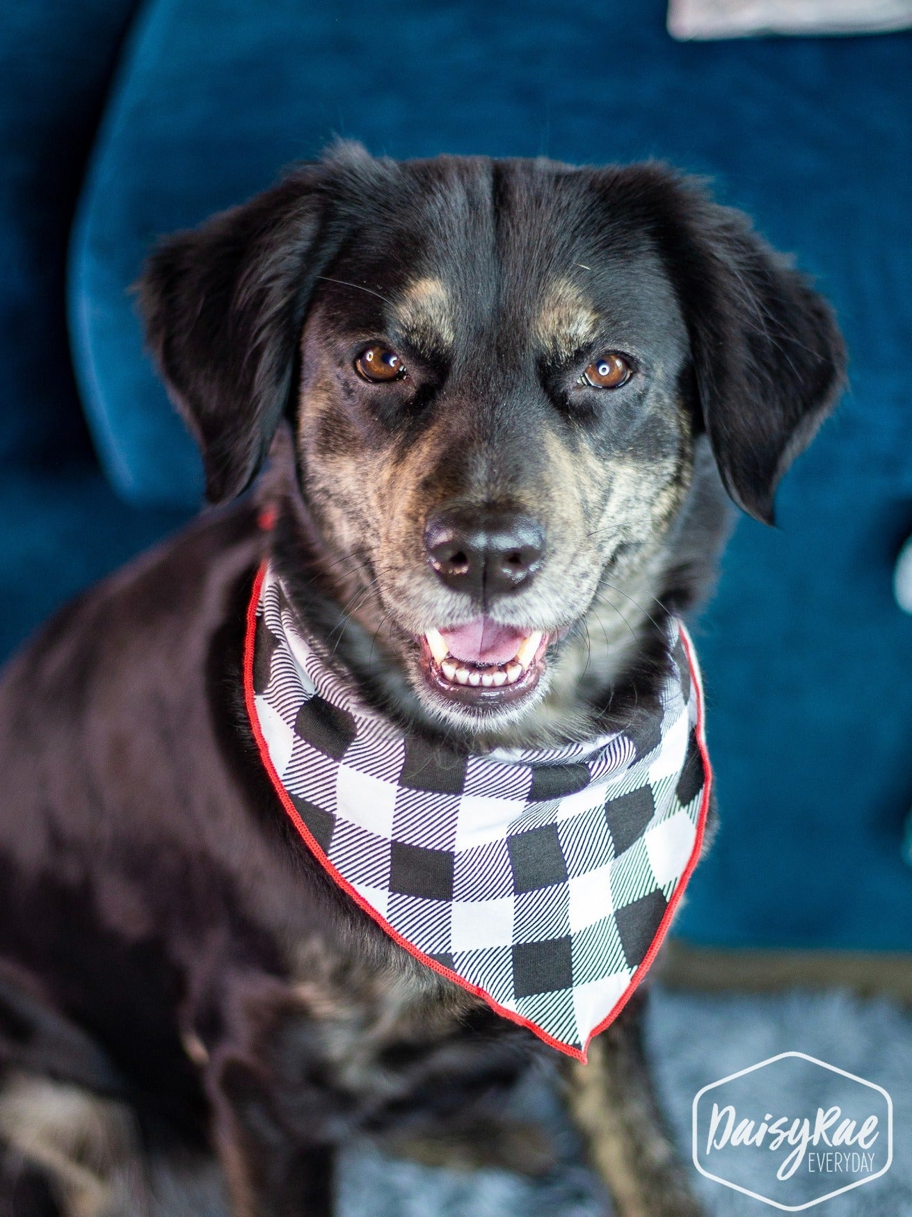 Grace & Emma Gingham Me to Sleep Pet Bandana