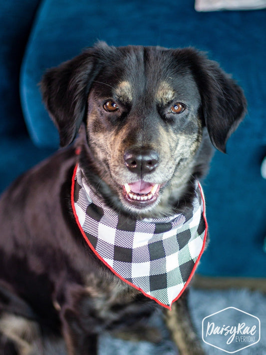 Grace & Emma Gingham Me to Sleep Pet Bandana